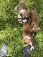 Lily and Kato's Puppies, a male Boxer for sale in Titusville, FL – 10 of 10