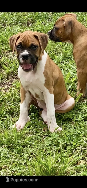 Pink – Boxer puppy for sale in Titusville, FL