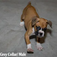 Gray, a male Boxer for sale in Titusville, FL – 3 of 5