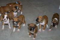 black, a male Boxer for sale in Titusville, FL – 3 of 3
