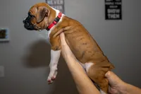 Pink, a female Boxer for sale in Titusville, FL – 5 of 5