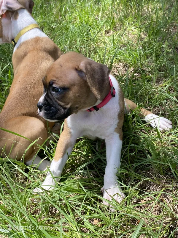 Pink – Boxer puppy for sale in Titusville, FL