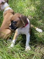 Pink, a female Boxer for sale in Titusville, FL – 2 of 5