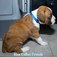 Blue, a female Boxer for sale in Titusville, FL – 5 of 5