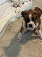 Red , a male Boxer for sale in Titusville, FL – 5 of 7