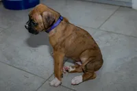 Purple, a male Boxer for sale in Titusville, FL – 4 of 5