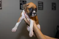 Pink, a female Boxer for sale in Titusville, FL – 4 of 5