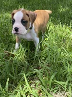 Yellow, a male Boxer for sale in Titusville, FL – 1 of 4