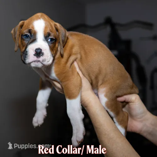 Red  – Boxer puppy for sale in Titusville, FL