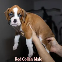 Red , a male Boxer for sale in Titusville, FL – 1 of 7