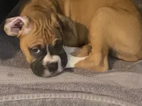 Gray, a male Boxer for sale in Titusville, FL – 5 of 6