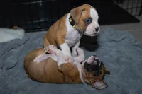 Yellow, a male Boxer for sale in Titusville, FL – 3 of 4