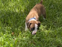 Blue, a female Boxer for sale in Titusville, FL – 4 of 5