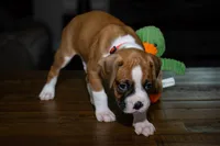 Red , a male Boxer for sale in Titusville, FL – 3 of 7