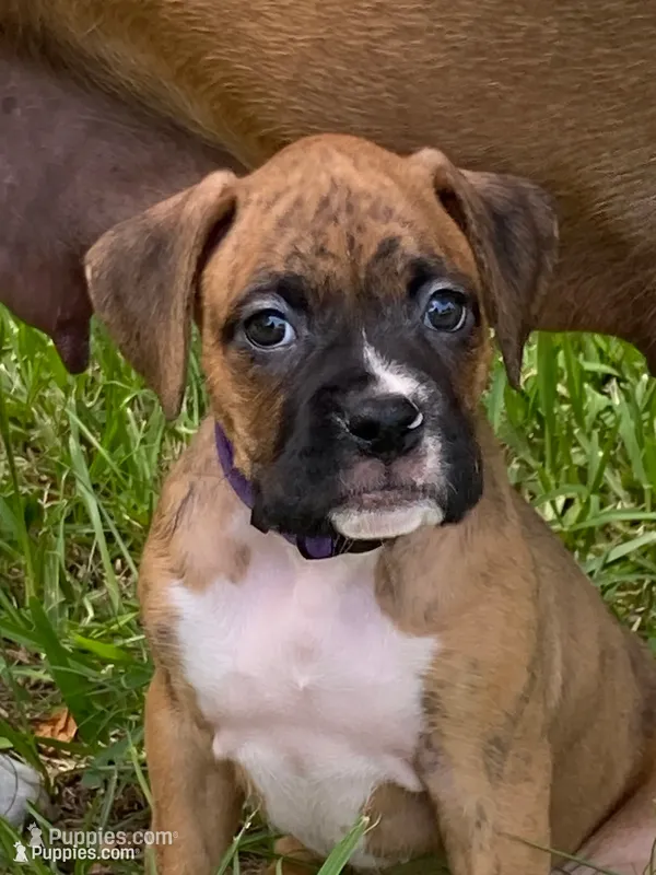 Purple – Boxer puppy for sale in Titusville, FL