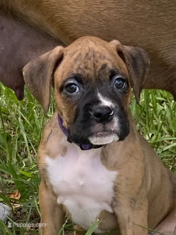 Purple – Boxer puppy for sale in Titusville, FL