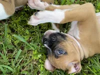 Lily and Kato's Puppies, a male Boxer for sale in Titusville, FL – 9 of 10