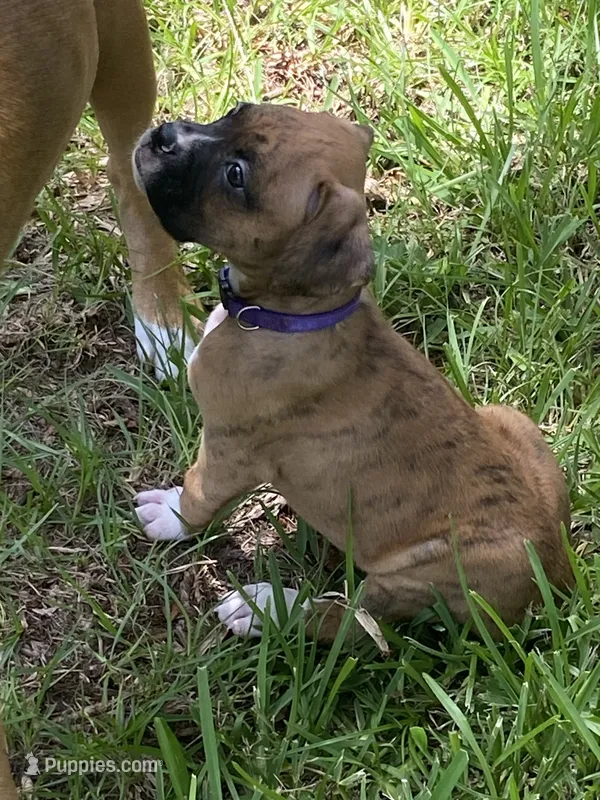 Purple – Boxer puppy for sale in Titusville, FL