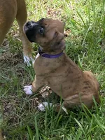 Purple, a male Boxer for sale in Titusville, FL – 3 of 5