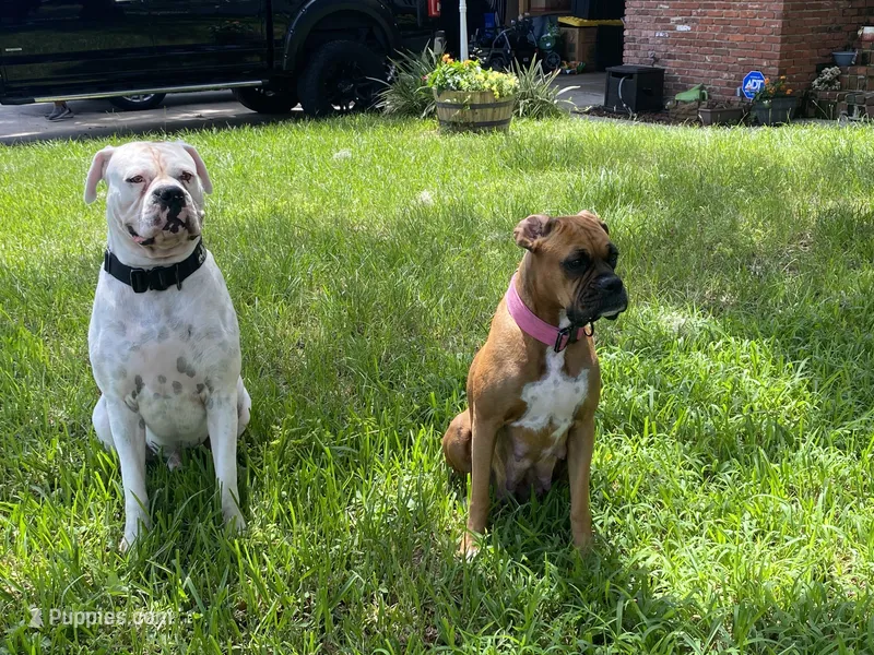 Lily and Kato's Puppies – Boxer puppy for sale in Titusville, FL