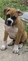 Gray, a male Boxer for sale in Titusville, FL – 1 of 6