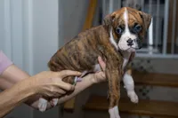 Orange, a male Boxer for sale in Titusville, FL – 4 of 5