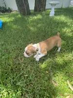 Yellow, a male Boxer for sale in Titusville, FL – 2 of 4