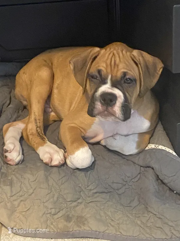 Gray – Boxer puppy for sale in Titusville, FL