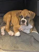 Gray, a male Boxer for sale in Titusville, FL – 4 of 6