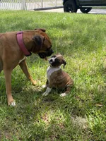 Orange, a male Boxer for sale in Titusville, FL – 2 of 5