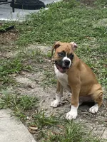 Gray, a male Boxer for sale in Titusville, FL – 3 of 6