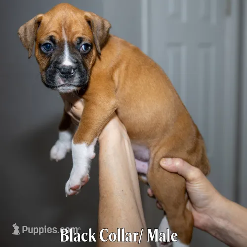 black – Boxer puppy for sale in Titusville, FL