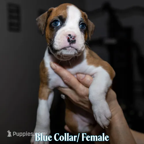 Blue – Boxer puppy for sale in Titusville, FL