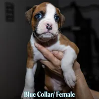 Blue, a female Boxer for sale in Titusville, FL – 1 of 5
