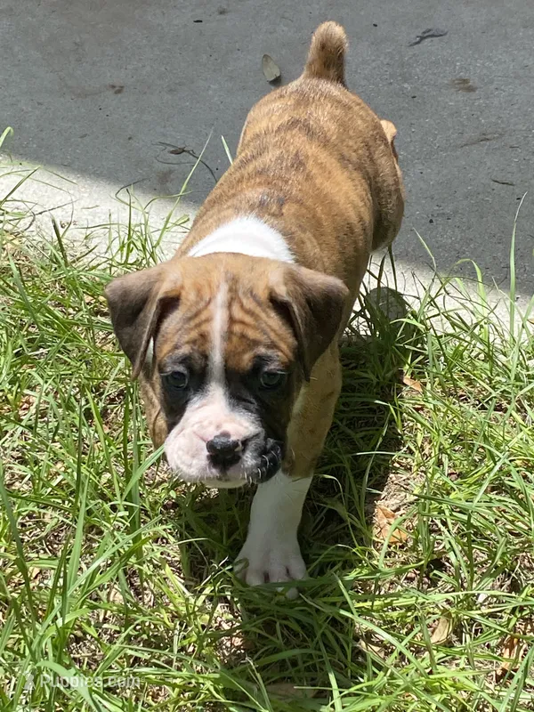 Orange – Boxer puppy on hold in Titusville, FL