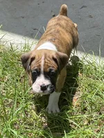 Orange, a male Boxer for sale in Titusville, FL – 1 of 5