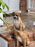 Gray, a male Boxer for sale in Titusville, FL – 2 of 6