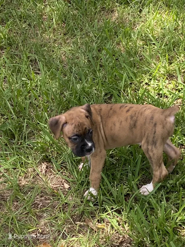 Purple – Boxer puppy for sale in Titusville, FL