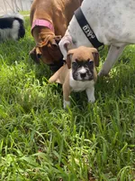 Gray, a male Boxer for sale in Titusville, FL – 2 of 5