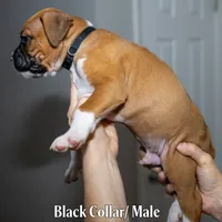 black, a male Boxer for sale in Titusville, FL – 2 of 3