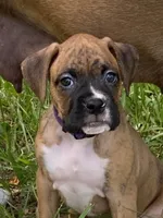 Lily and Kato's Puppies, a male Boxer for sale in Titusville, FL – 8 of 10