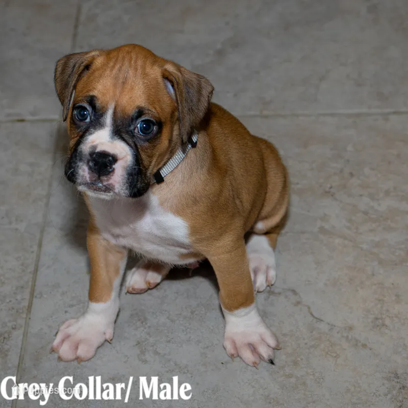 Gray – Boxer puppy for sale in Titusville, FL