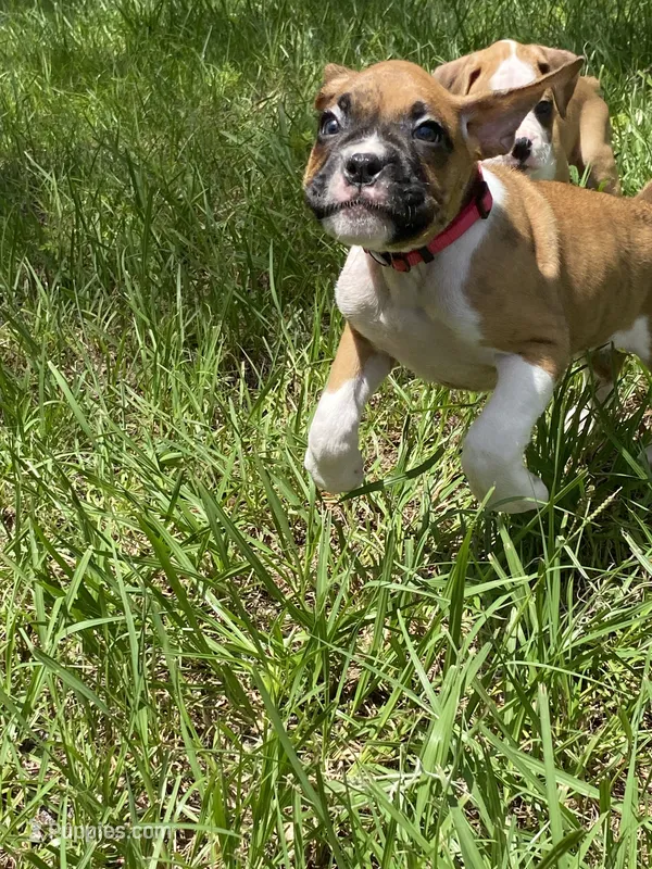 Pink – Boxer puppy for sale in Titusville, FL