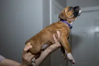 Purple, a male Boxer for sale in Titusville, FL – 5 of 5