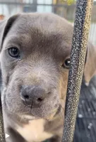 Blue, a female French Bulldog for sale in San Bernardino, CA – Photo 2 of 2