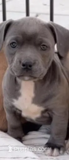 Blue – French Bulldog puppy for sale in San Bernardino, CA