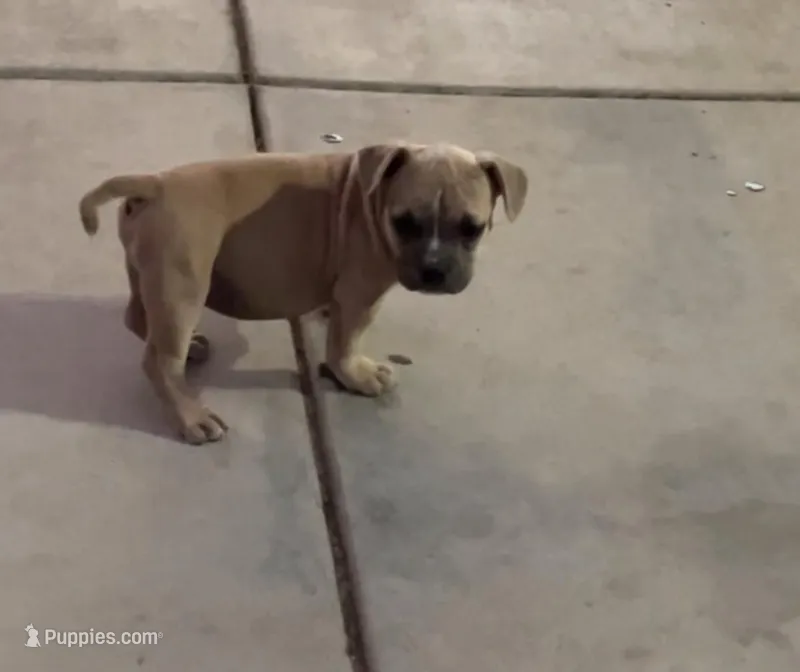 Little boy, a male French Bulldog for sale in San Bernardino, CA – Photo 1 of 3