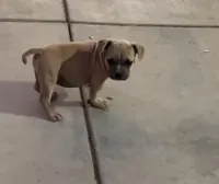 Little boy, a male French Bulldog for sale in San Bernardino, CA – Photo 1 of 3