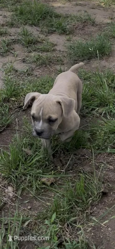 Little boy – French Bulldog puppy for sale in San Bernardino, CA