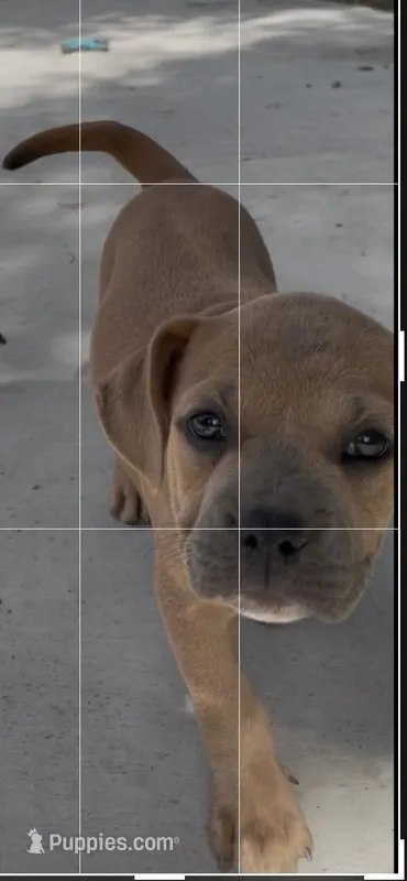 Canela, a female French Bulldog for sale in San Bernardino, CA – Photo 1 of 4